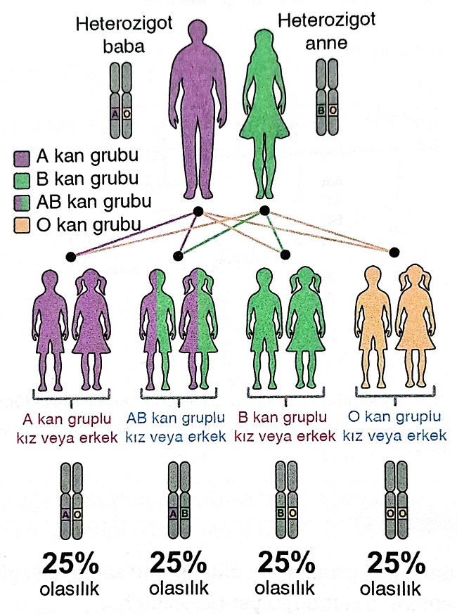 Soru görseli