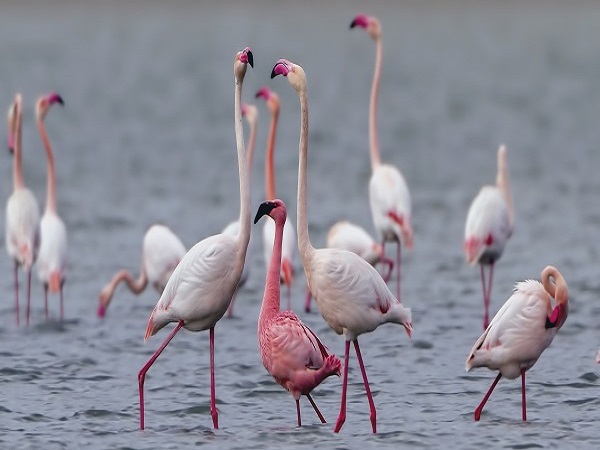 Flamingo