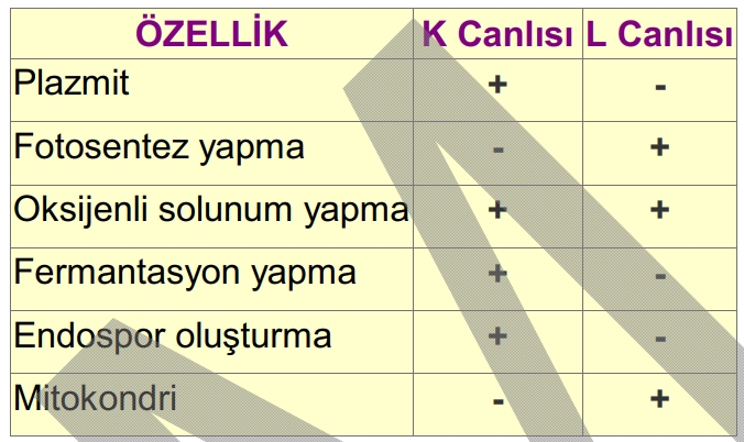 Soru Resim 2