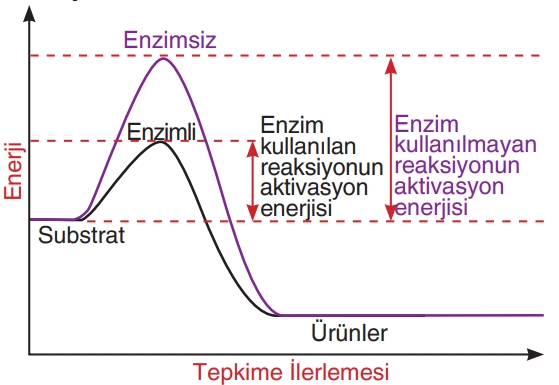 Soru Resim 2