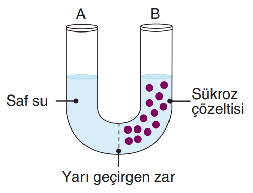 Soru Resim 2