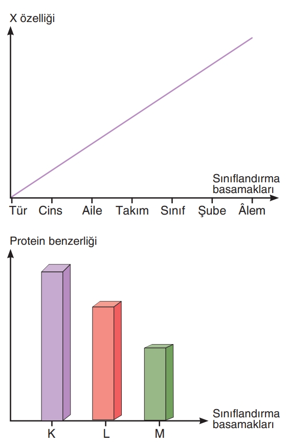 Soru Resim 2