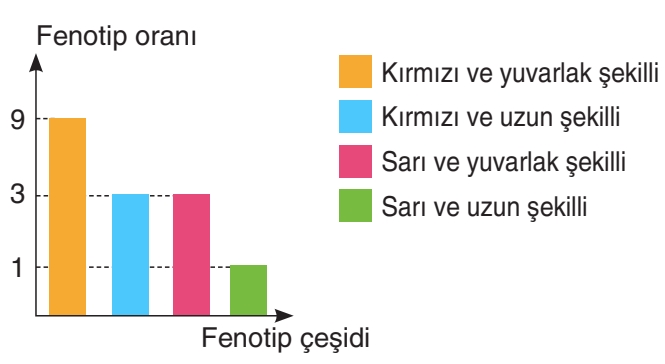 Soru Resim 2